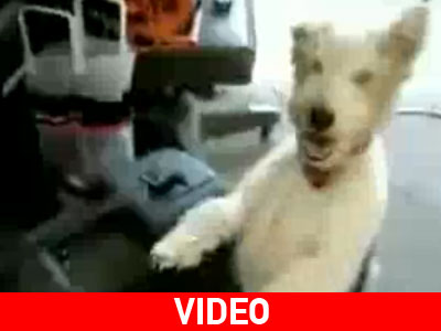 Τετράποδος «Χεβιμεταλλάς»…